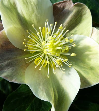Gold Collection® Cinnamon Snow Lenten Rose